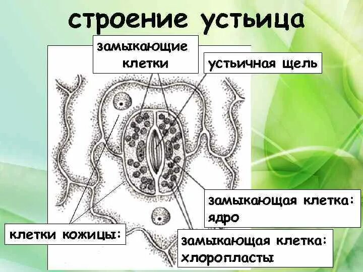 Хлоропласты в устьицах. Замыкающие клетки устьица строение. Строение устьица с окружающими его клетками кожицы. Эпидерма с устьицами. Замыкающие клетки устьиц структура.