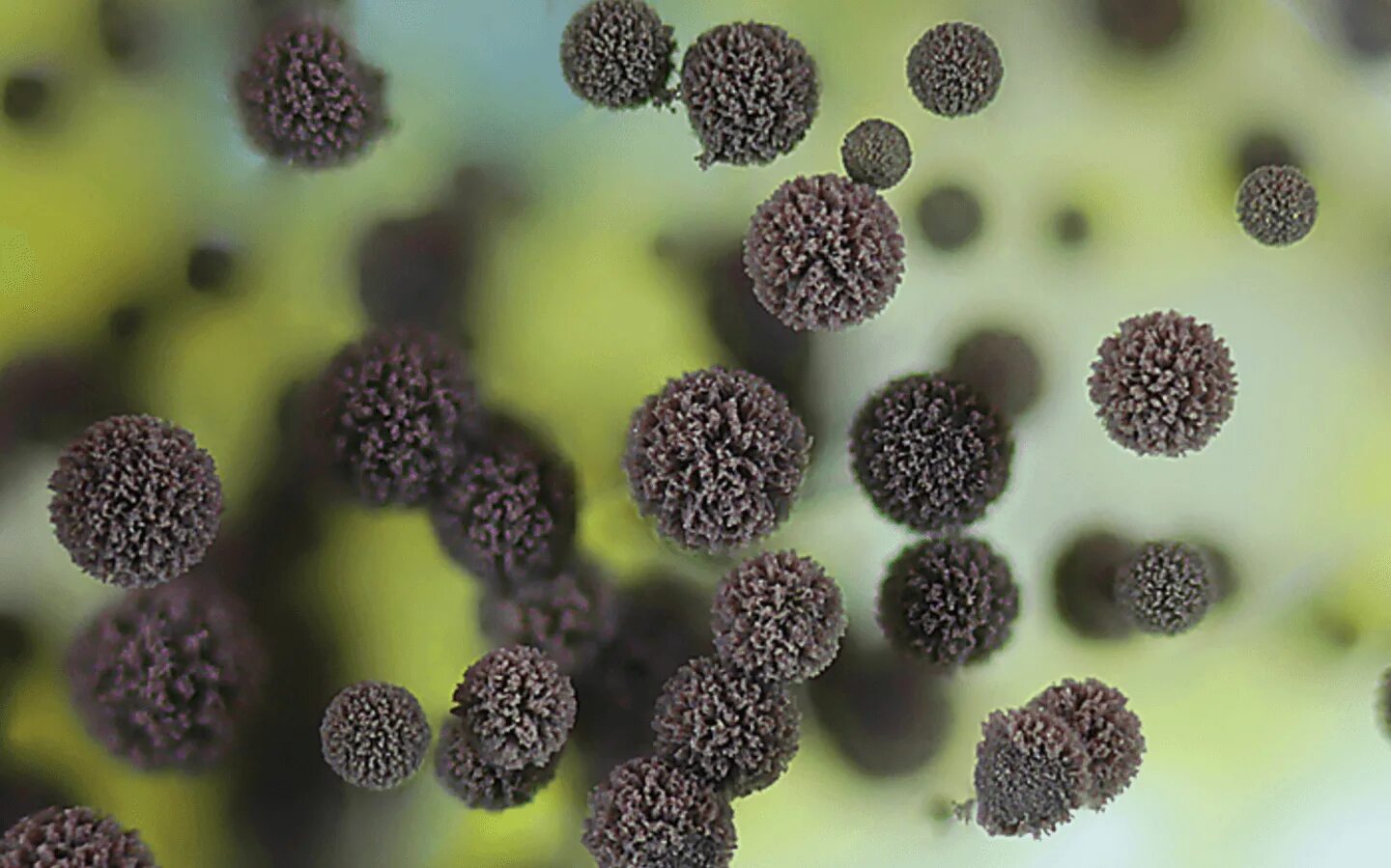 Споры грибов семена. Грибок аспергиллус нигер. Черная плесень (Aspergillus Niger). Aspergillus Niger (аспергилл черный). Aspergillus Niger под микроскопом.