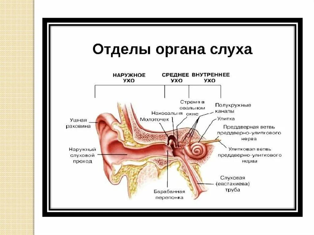 Строение и функции наружного среднего и внутреннего уха. Органы слуха наружное среднее внутренне. Органы слуха и их функции. Строение органов. Внутреннее ухо тесты