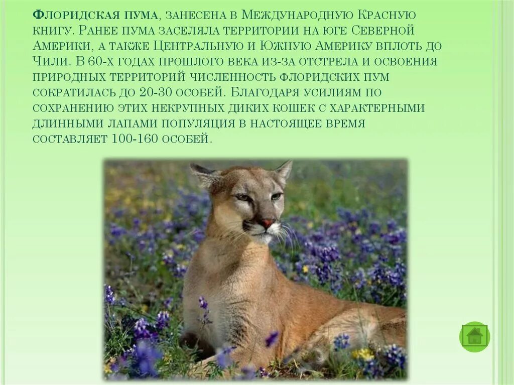 Млекопитающие занесенные в красную книгу. Флоридская пума красная книга. международная красная книга животных флоридская пума. флоридская пума занесена в красную книгу. животные занесенные в красную книгу флоридская пума.