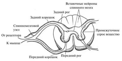 Задние рога у детей