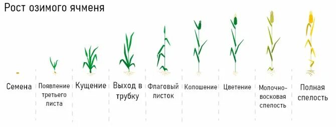 Фазы развития озимых. Фазы развития озимого ячменя. схема развития озимой пшеницы. фазы развития ячменя ярового. фазы развития озимой пшеницы.