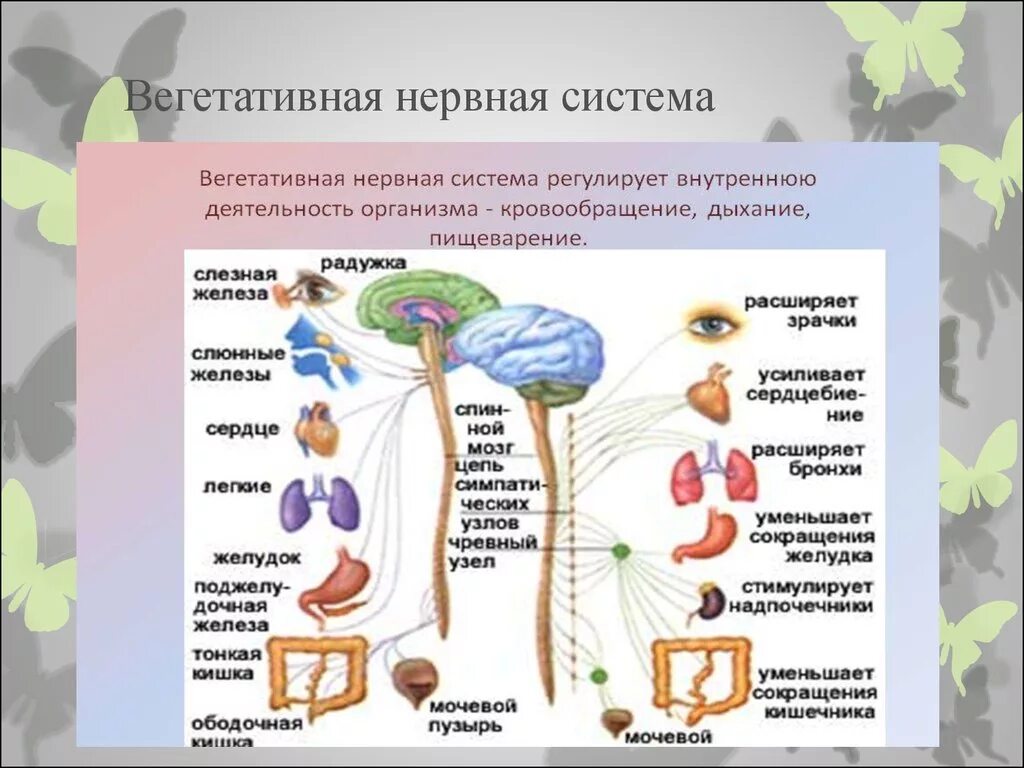 Вегетативная нервная система. Отделы вегетативной нервной системы. Строение вегетативной нервной системы. Вегетативный отдел нервной системы человека.