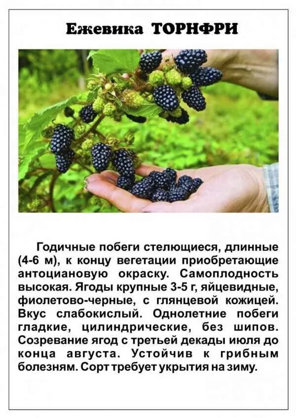 Что положить при посадке ежевики