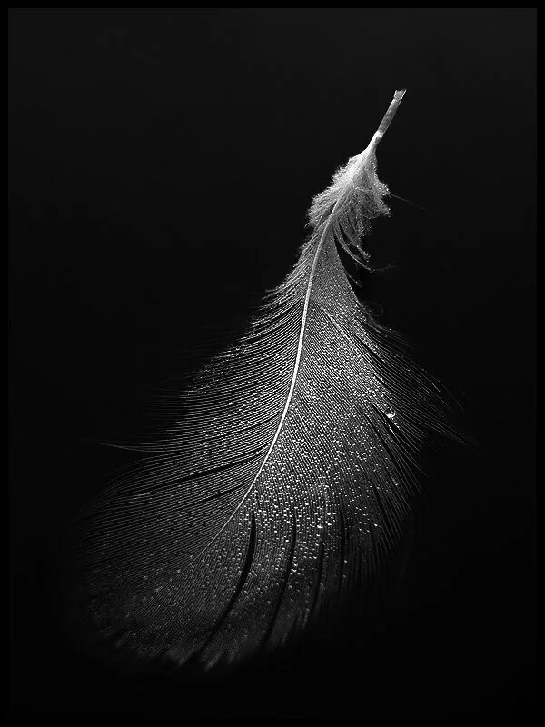 Пушинка перо. Перья воздушные. Перья в воздухе. Лети перышко текст. Музыка перышко.