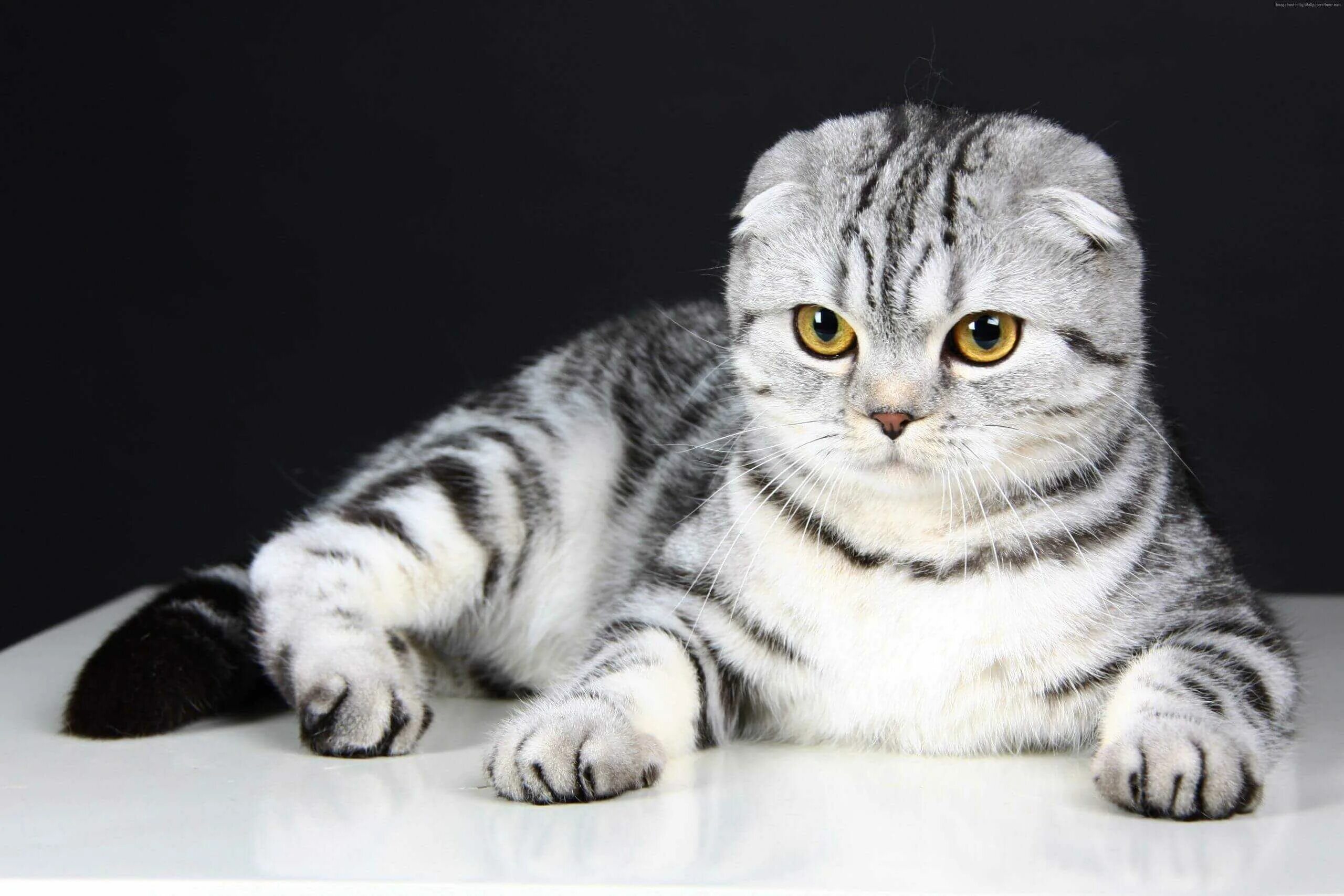 Рассмотрите фотографию кошки породы шотландская вислоухая. Шотландская вислоухая кошка. Шотландская вислоухая полосатая. Вислоухий шотландец скоттиш фолд. Шотландские вислоухие коты.
