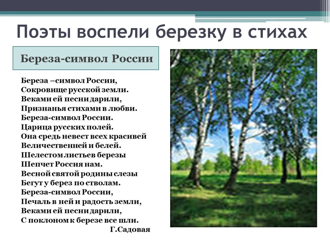 Русская Березка стихотворение. Стих про березу. Берёза-символ России презентация. Стихи о берёзе русских поэтов.