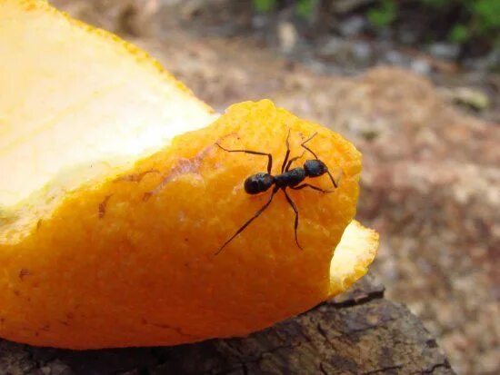 Orange ants. Orange ants. Насекомые муравей. Оранжевые муравьи. Оранжевые муравьи антс.