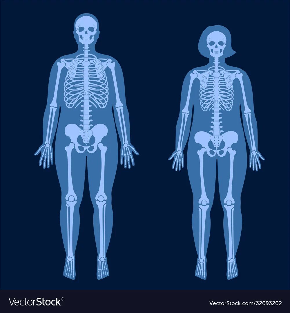 Скелет женщины. Мужской скелет. Различия мужского и женского скелета. Скелет мужчины и женщины. Мужской и женский скелет