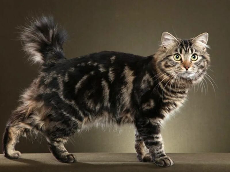 Bob tail