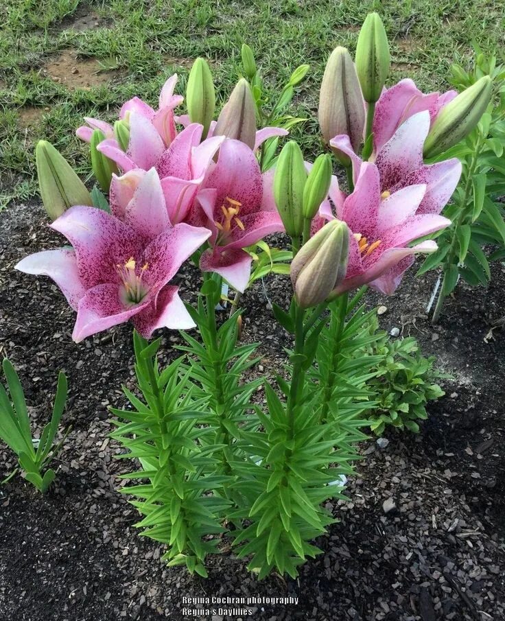 Каталог лилий, сорта лилий, описание сортов лилий, Lilium catalog