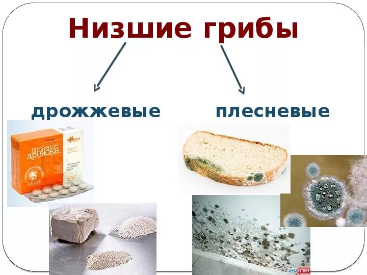 Плесневые и дрожжевые грибы. Дрожжи строение. Классификация плесневых грибов. Плесневые грибы и дрожжи название. Чем отличаются плесени