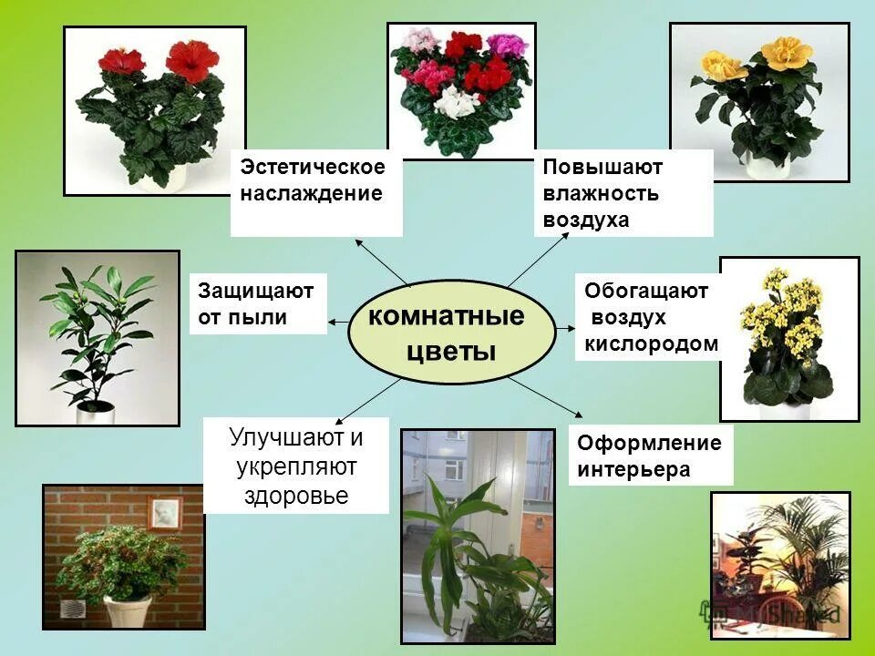 Лечебные комнатные растения. Комнатные растения выделяющие кислород. Комнатные цветы лекарственные. Комнатные цветы обогащающие кислородом воздух. Опишите особенности растений каланхоэ и аспарагуса