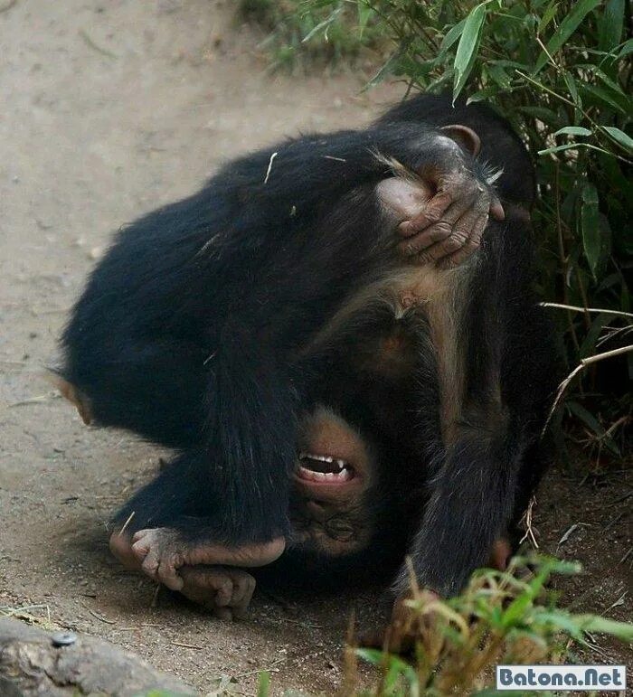 макака домашняя. смешные обезьянки. смешные обезьянки. прикольные обезьянки. смешные макаки.