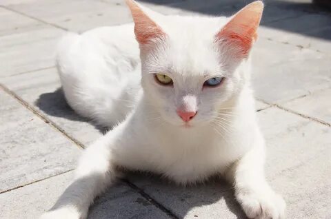 Белый кот с оранжевыми глазами