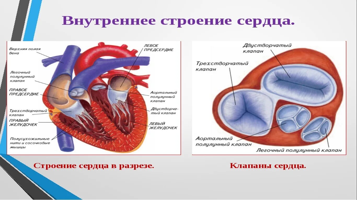 Трехстворчатый клапан сердца анатомия. Строение сердца человека двухстворчатый клапан. Строение сердца двустворчатый клапан. Строение сердца трехстворчатый клапан. Предсердие у животных