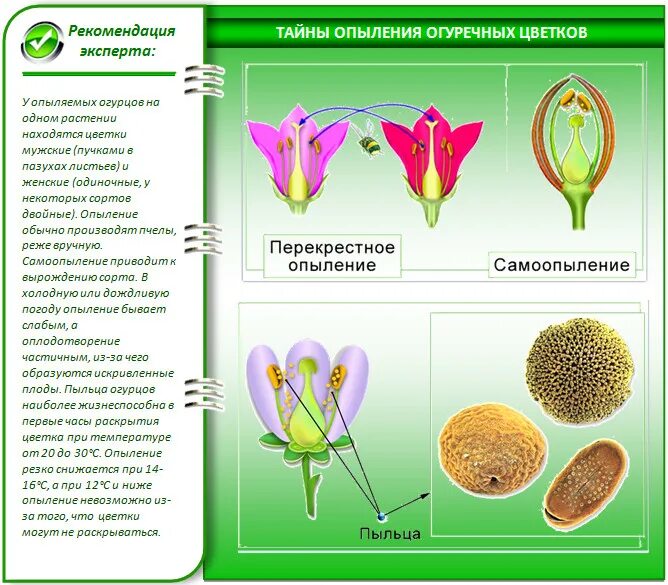 Надо ли опылять. Опыление растений. Опылитель для огурцов. Как понять как опыляется цветок. Сорта опылители для огурцов.
