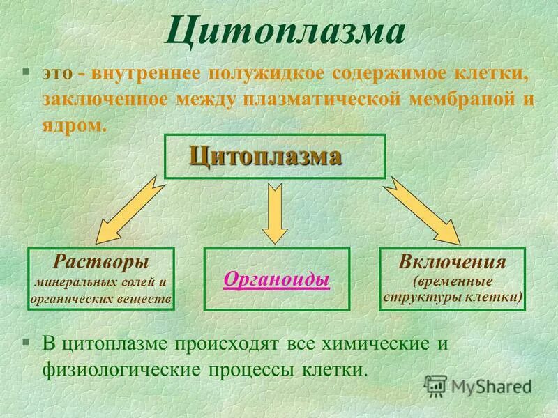 Физиологические процессы клеток. Внутреннее содержимое клетки. Цитоплазма полужидкое содержимое клетки. Внутреннее полужидкое содержимое клетки.