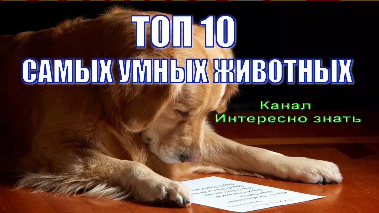 Самые умные животные. Топ умных животных. Самый умный зверь в мире. Три самых умных животных в мире. Самые умные животные в мире список.