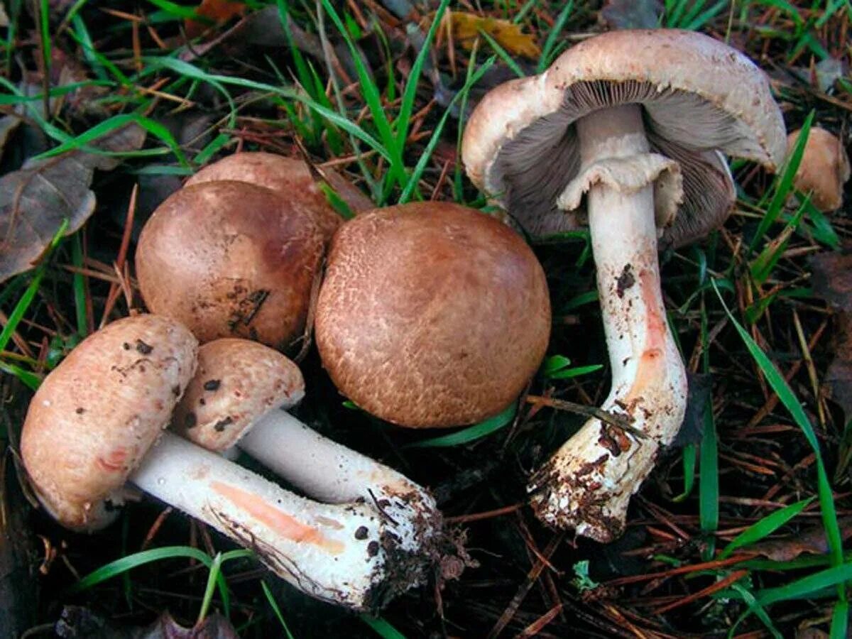 Шампиньон относится к съедобным. Шампиньон тёмно-красный (Agaricus haemorrhoidarius). Лесной шампиньон съедобный. Шампиньо́н Лесно́й (лат. Agaricus silvaticus). Шампиньон темночешуйчатый.