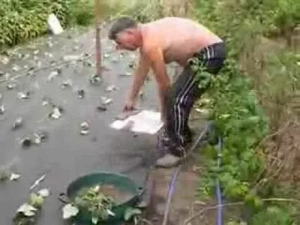 Посадка клубники краснодарский край