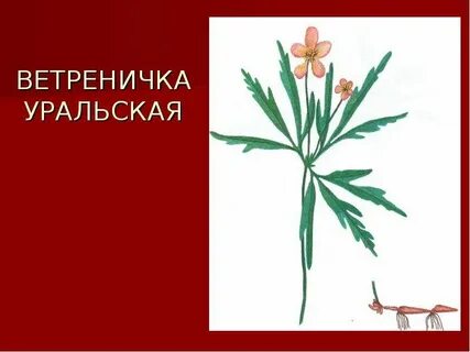 Растения из красной книги урала