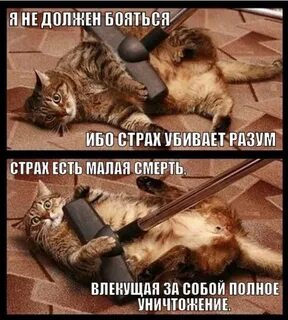 Разум для кота главная мысль