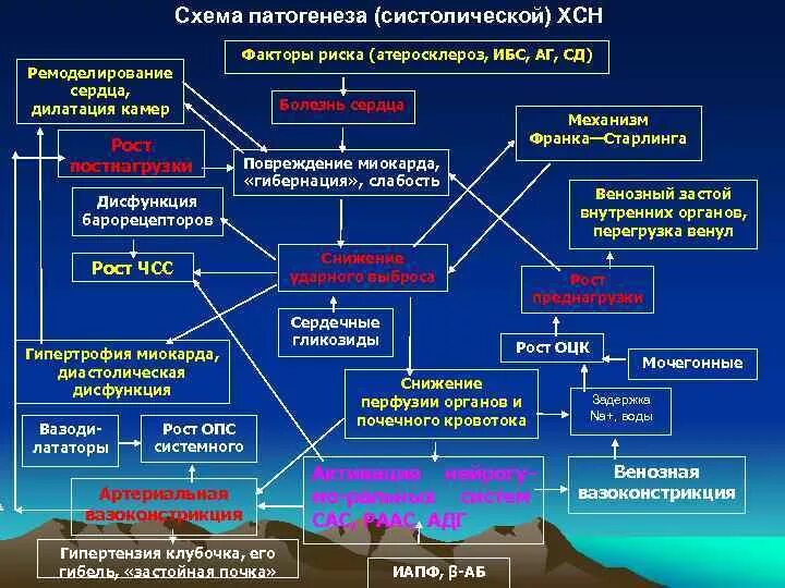 Сердечная недостаточность схема. Патогенез хронической сердечной недостаточности патофизиология. Патогенез ХСН схема. Схема патогенеза сердечной недостаточности. Патогенез развития хронической сердечной недостаточности.