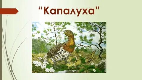 Каполуха