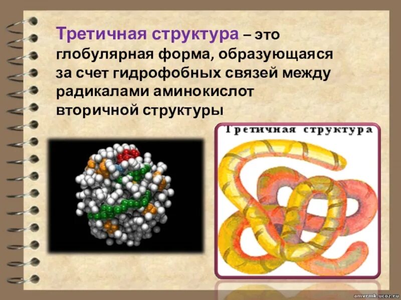 Структура белка представленная глобулой. Третичная структура глобула. Глобулярные белки третичной структуры. Третичная структура белка формируется за счет. Третичная структура белка связи.