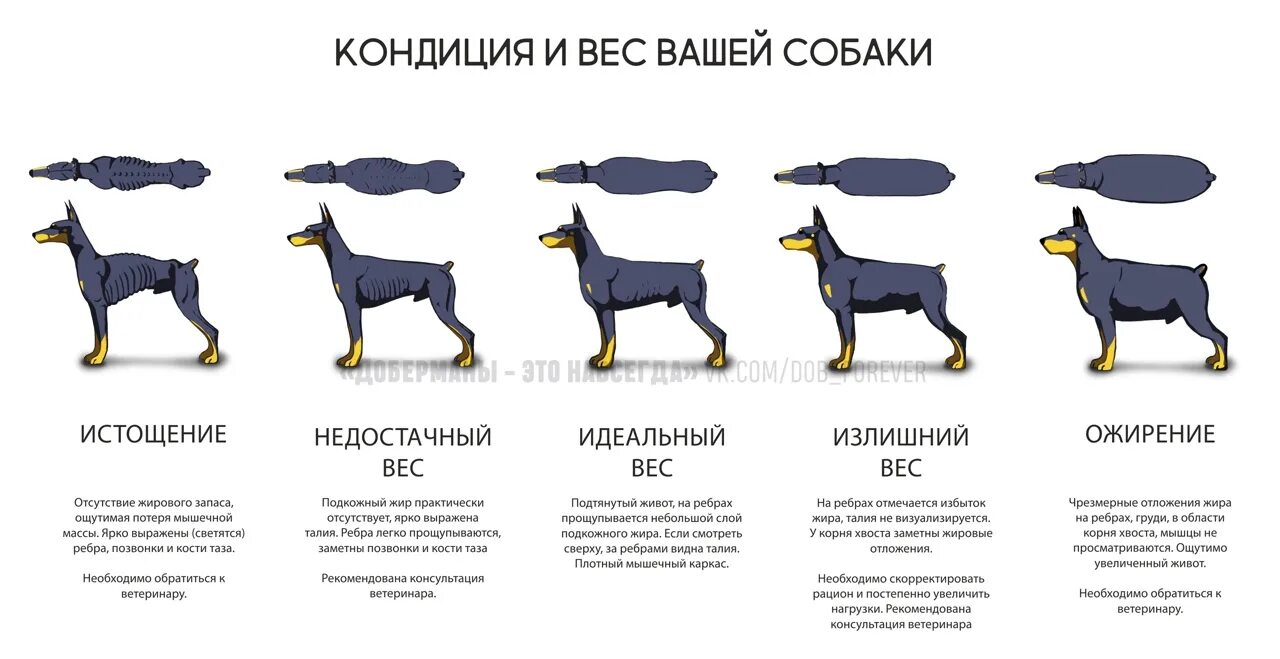 Индекс массы тела собаки. Стадии ожирения у собак таблица. Норма веса собаки. Тип Конституции лабрадора. Степени ожирения у собак.