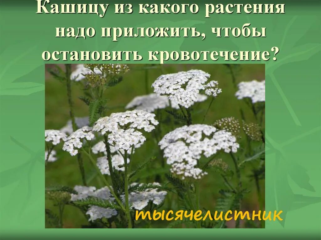 Какие травы при кровотечении. Растения для остановки кровотечения. Травы останавливающие кровотечение. Растения которые останавливают кровотечение. Растение которое останавливает кровь.