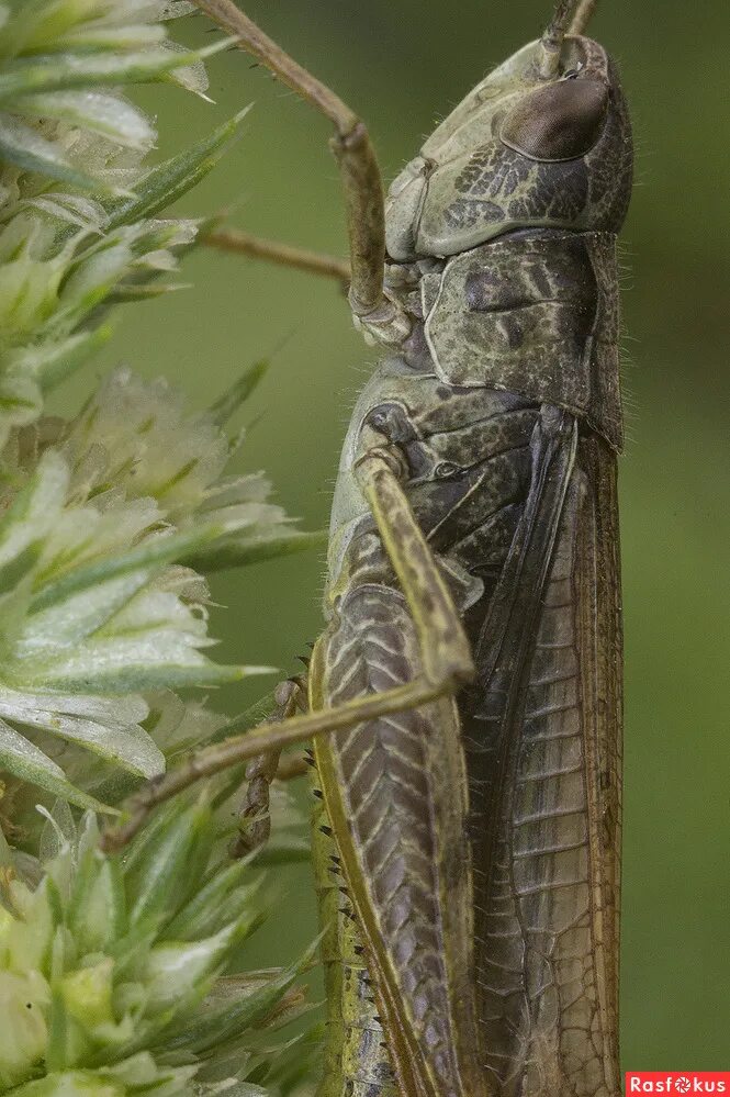 подольск кузнечики квартиры. скачок резеля кузнечик. серый кузнечик. чертаново южное ул академика янгеля. орган слуха у кузнечика.