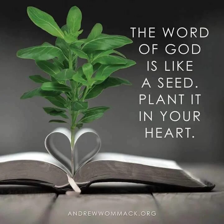 Words of your heart. Word of God. God Seed обложка. Plants of the Gods книга.