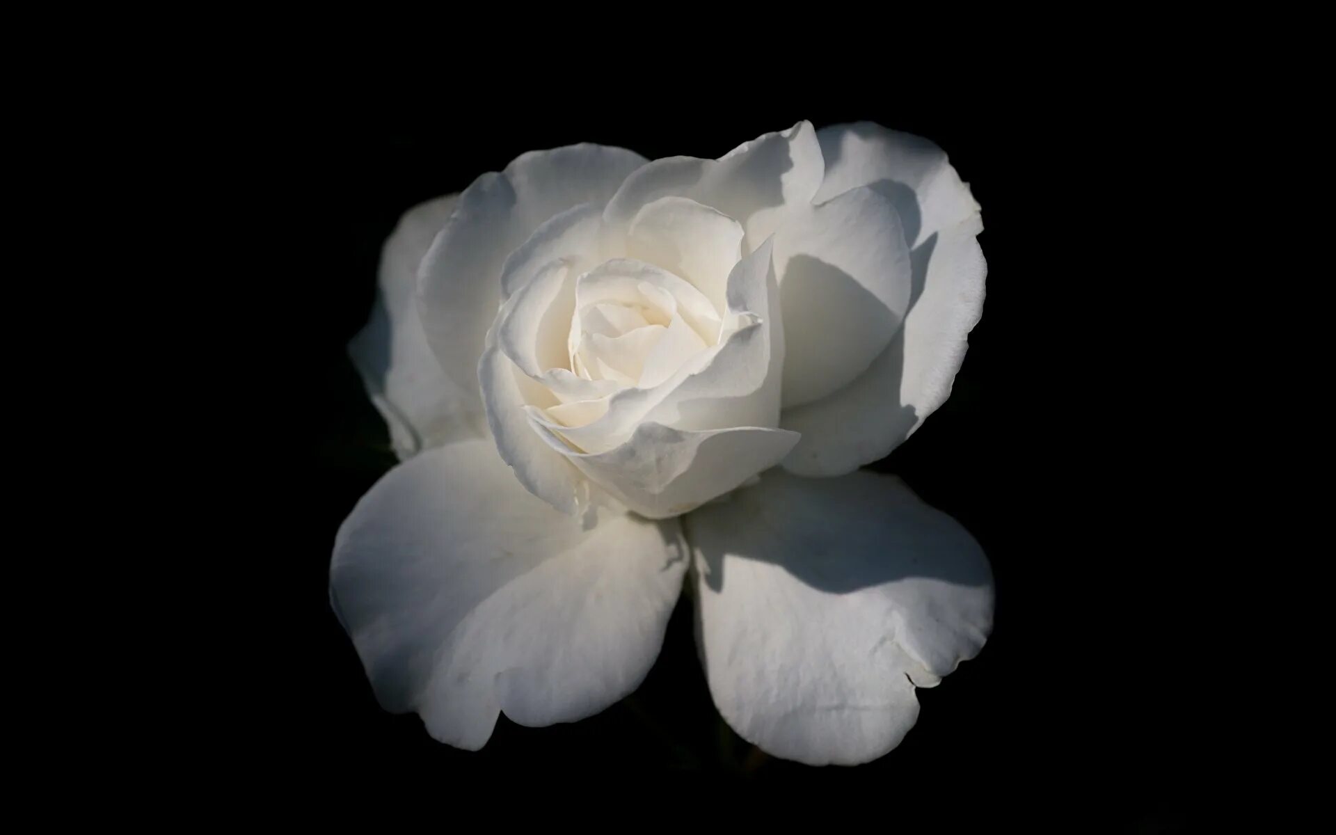 Белые цветы музыка. Цветы на темном фоне. Цветы на черном фоне. Белые розы на темном фоне.