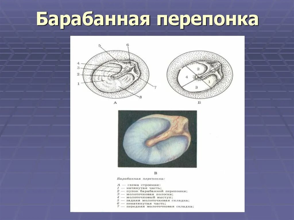 Квадранты барабанной перепонки. Квадранты барабанной перпонк. Барабанная перепонка анатомия квадранты.