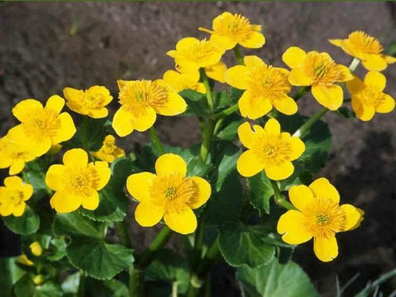 Как называется желтые цветы на 8. Мимоза цветок. Хризантема копикет еллоу. Многолистник полевой желтый. Гелиопсис желтый.