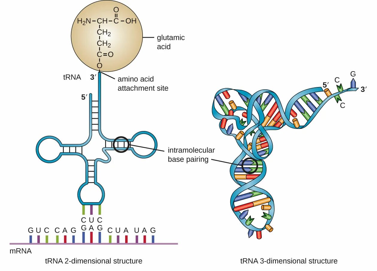 Строение ТРНК. Строение транспортной РНК схема. РНК. Схема т РНК.