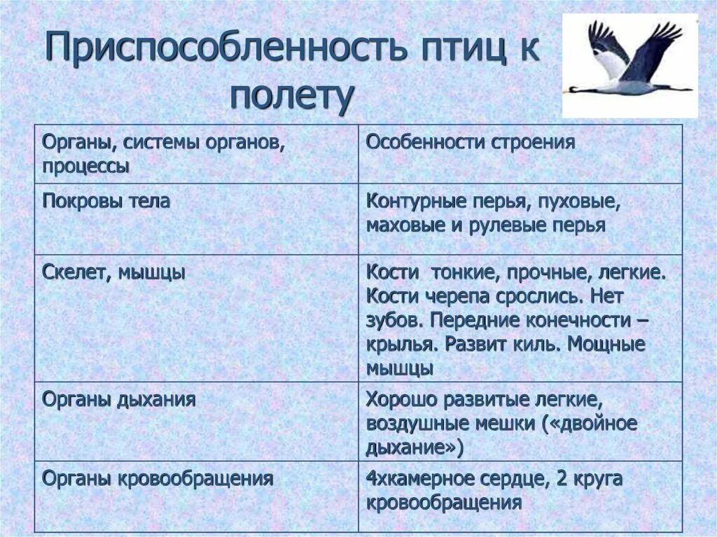 Таблица внутреннее строение птиц система органов особенности. Таблица по биологии система органов и особенности строения птиц. Приспособлене птиц к полёту. Приспособления птиц к полету.