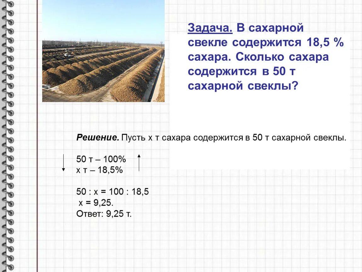 Сколько килограммов сахарной свеклы. В сахарной свекле содержится 18.5. Сахарная свекла для сахара. Сколько сахара в сахарной свекле. В сахарной свекле содержится 18.5 процентов сахара.