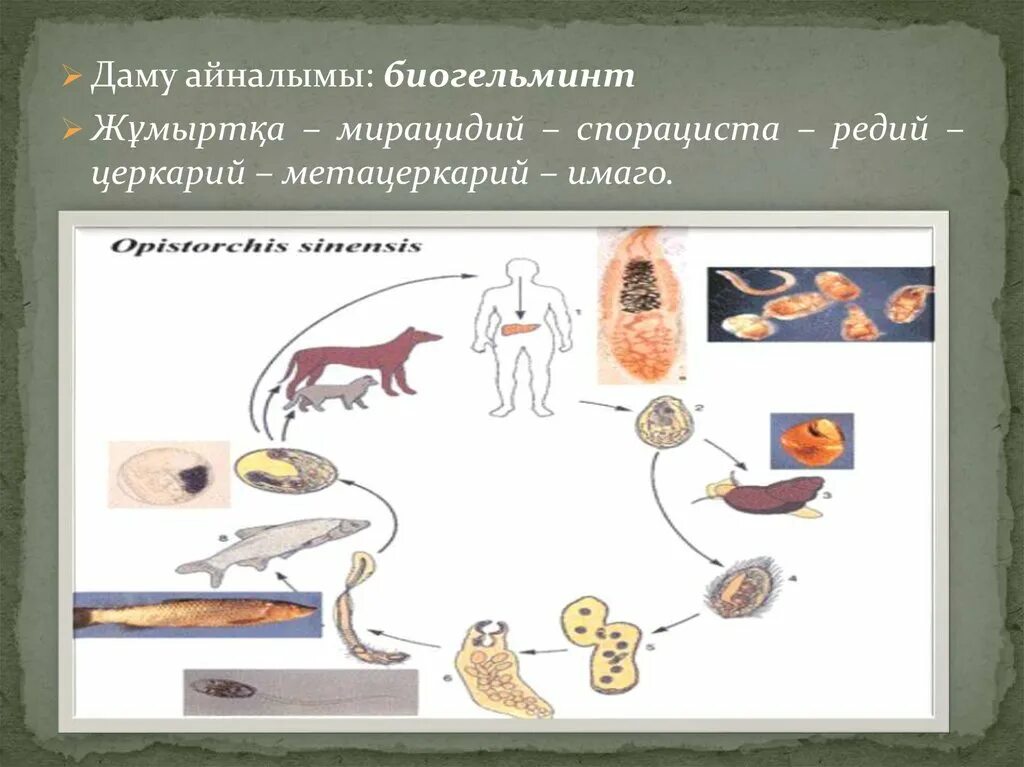 Биогельминты механизм заражения. Биогельминты представители. Биогельминты и геогельминты. Кто относится к биогельминтам. Биогельминтозы