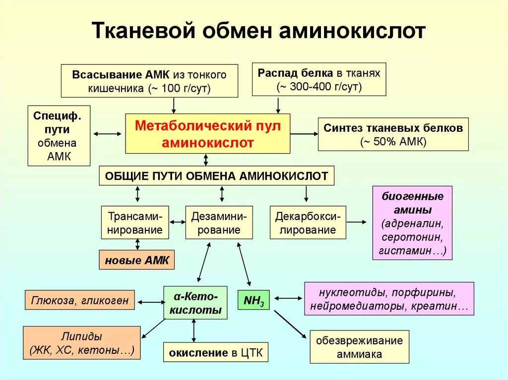 Пути распада. Общие пути обмена аминокислот. Общая схема путей распада аминокислот.. Общая схема путей распада аминокислот биохимия. Общая схема метаболизма аминокислот.