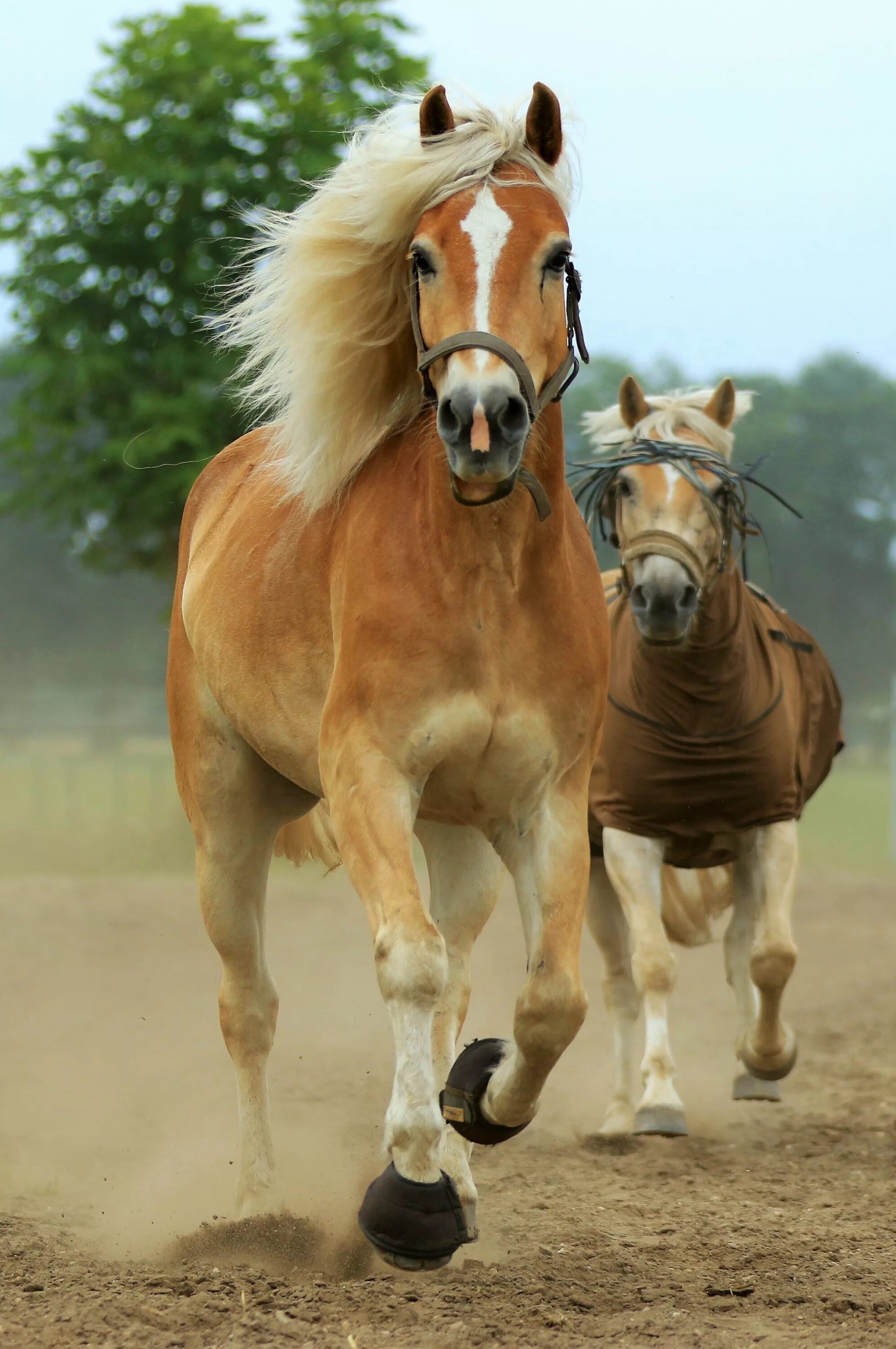 Как выглядит лошадка. Красивые лошади. Бурая лошадь. Две лошади. Коричневая лошадь.