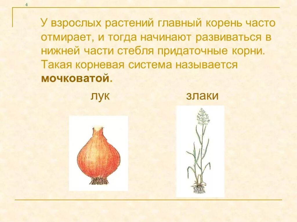 Грызуны имеют постоянно растущие резцы в количестве. Имеют корневище. Регулярно корень. Главный корень часто отмирает у. Комплексное задание по корневому давлению.