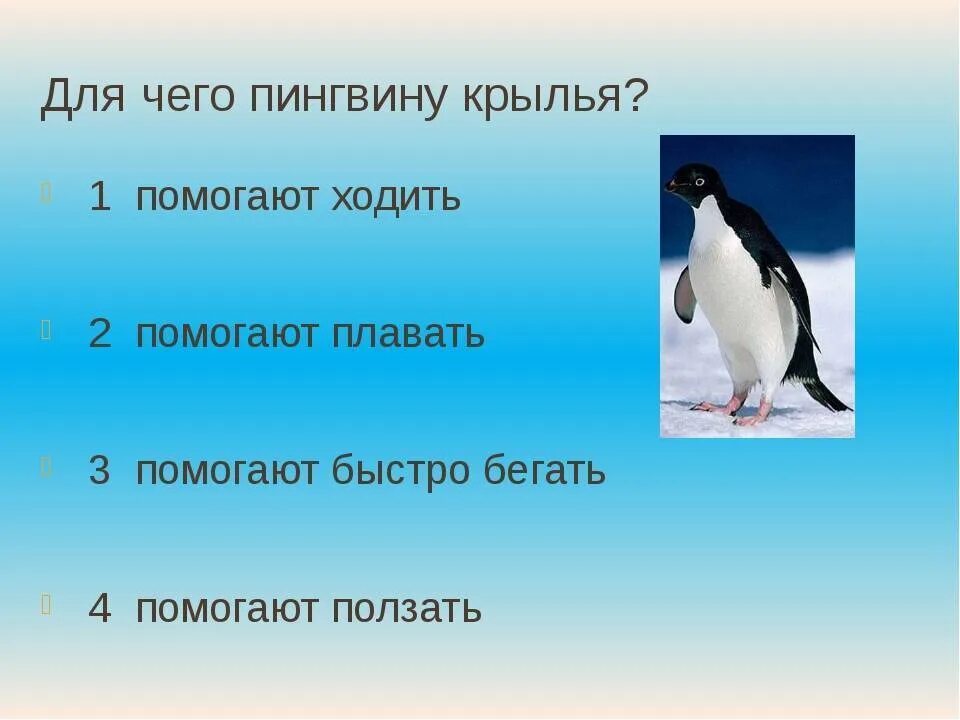 У какого пингвина всегда есть действие. Факты о пингвинах. Загадка про пингвина. Загадка про пингвина для детей. Пингвин для детей.