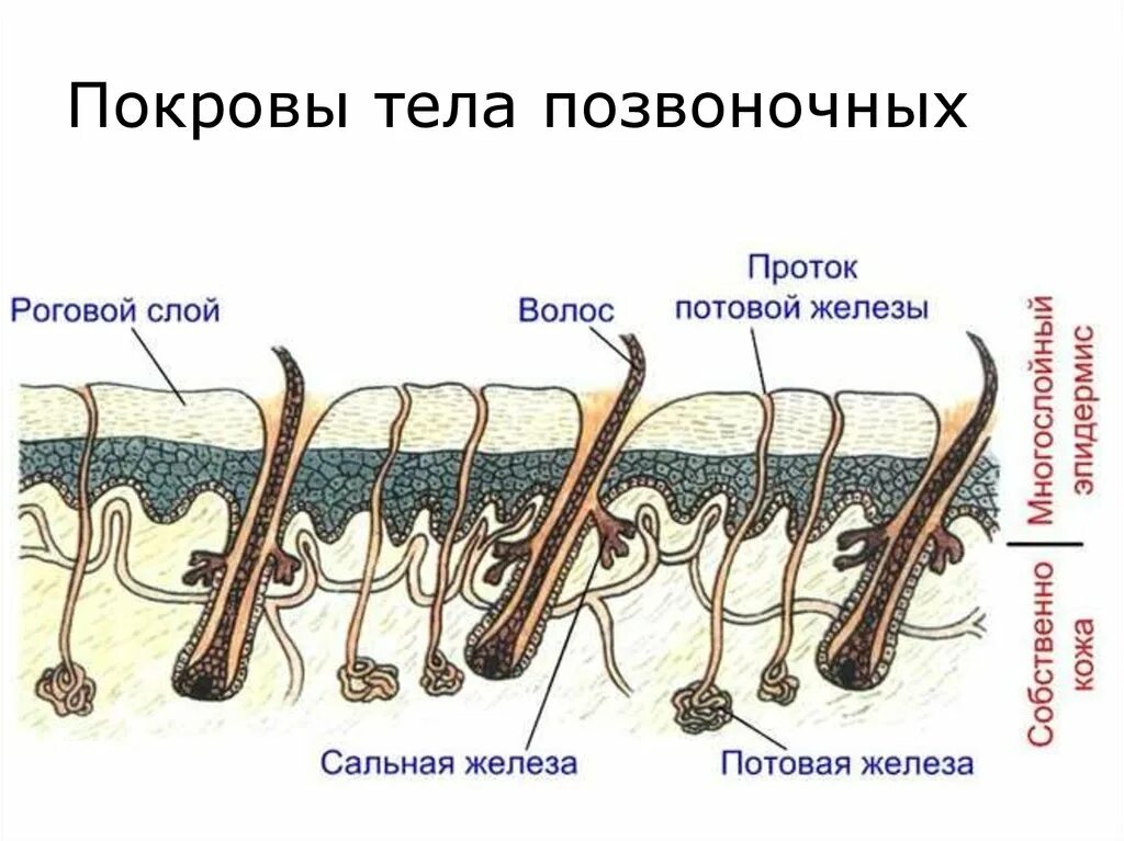 Покровы тела животных 8 класс биология таблица. Покровы тела хордовых животных 7 класс. Кожные покровы хордовых. Кожные покровы хордовых животных. Рисунок покровы тела хордовых животных.