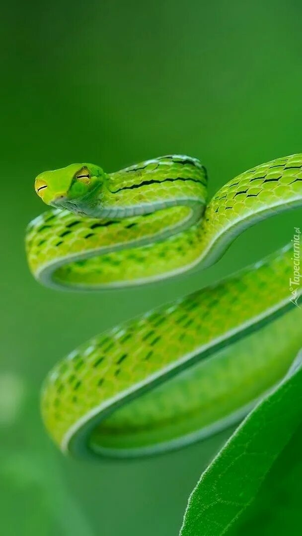 Snake x. Змея макро. Green Snake. Живые обои на андроид змея. Green Snake листья cute.