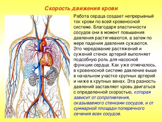 Низкое давление какие сосуды. Давление в сердечно сосудистой системе. Кровеносные сосуды скорость движения крови. Скорость движения крови в полых венах. Давление крови в различных отделах кровеносной системы.