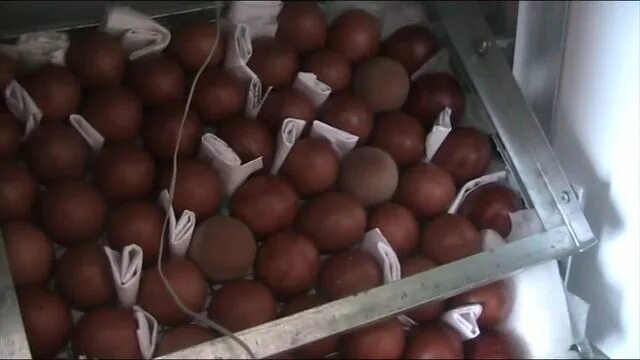 Сколько раз переворачивать яйца. Цыплята в инкубаторе. Яйца в инкубаторе на 13 день. Яйца в инкубаторе по дням куриные. Яйца на 11 день в инкубаторе.