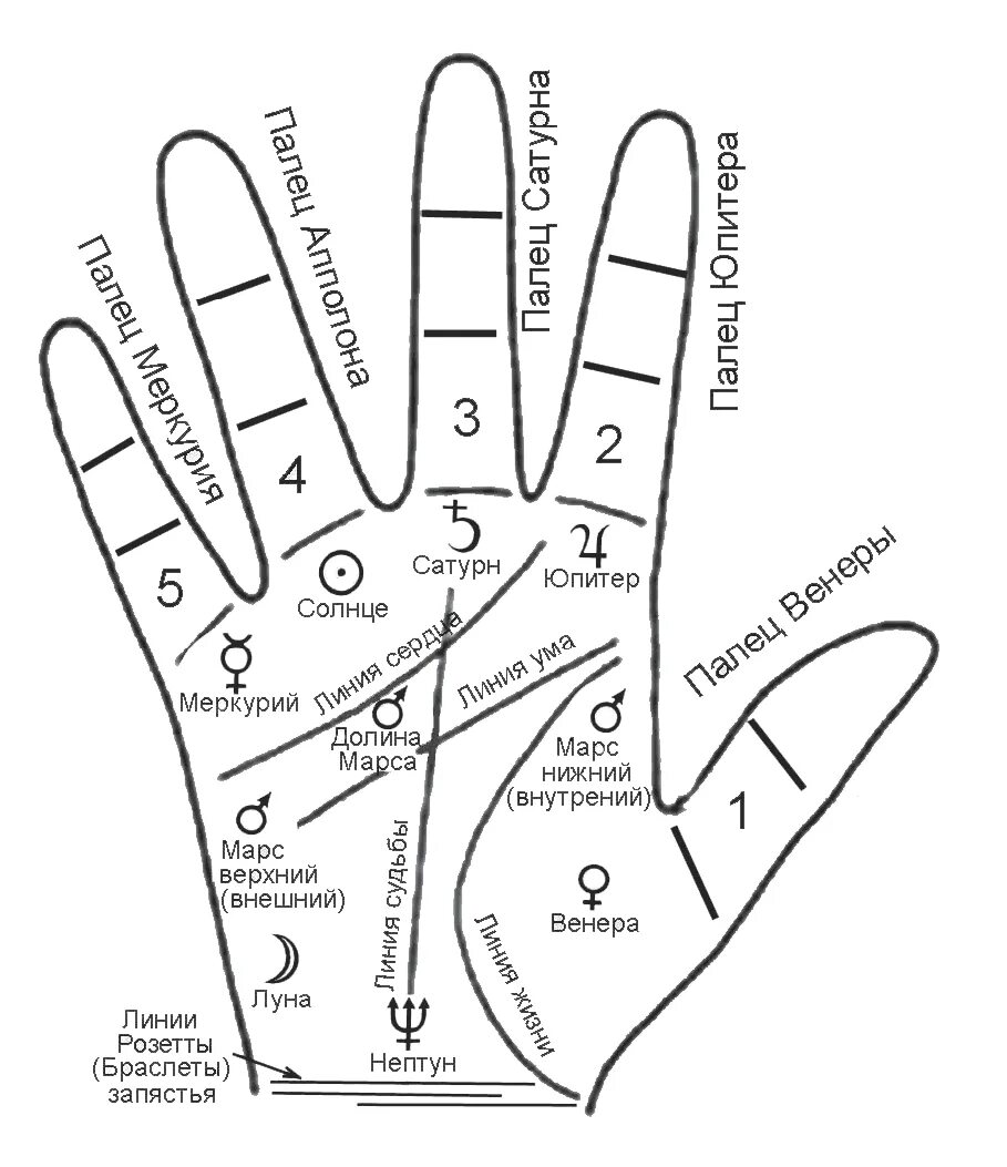 Хиромантия какие линии. Рука хиромантия схема. Хиромантия холм Марса на ладони. Хиромантия линии сбоку ладони. Схема ладони в хиромантии.